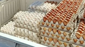 تحديث أسعار البيض والبقوليات.. قائمة أسواق سوهاج تظهر تغييرات في تكلفة السلع